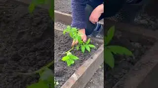 Отличный способ посадки переросших томатов👍