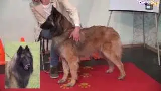 Cats&DogsTV - УДИВИТЕЛЬНЫЙ МИР СОБАК - БЕЛЬГИЙСКАЯ ОВЧАРКА / BELGIAN SHEEPDOG (BELGIAN SHEPHERD)