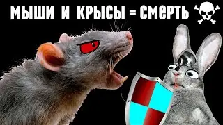 Как я уничтожаю мышей и крыс
