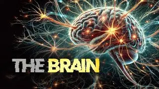 Brain and Consciousness: A Journey Through Evolution, Memory and Adaptation