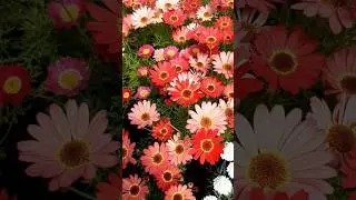 От этих цветов не возможно устать 🌺🌺🌺 #garden #flowers #цветы #сад #огород #дача