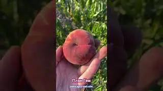 Новейший инжирный персик на Кубани - План Гем