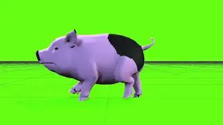 Green Screen Pig 5