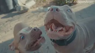 Rescued Pit Bull Labeled 