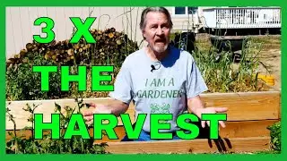 Succession Planting Tips (More Harvests)