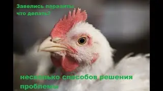 Перьевой клещ, пухопероед . Страх и ужас в курятнике, чем бороться?