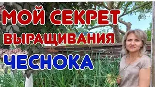 Секрет выращивания чеснока на даче 
