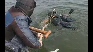 Chim Cốc bắt cá cách đánh bắt truyền thông của người Trung Quốc | Cormorant fishing