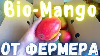 Как купить Био - Манго напрямую у производителя в ЗАГНИВАЮЩЕЙ ЕВРОПЕ)))обзор БИО-МАНГО