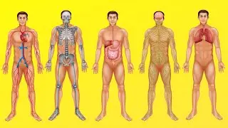 ¿Cómo funciona el cuerpo humano? (Digestión, circulación, respiración y otros sistemas)