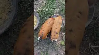 The Most Adorable Piglets 🐽🥰 #shorts #piglets #cute