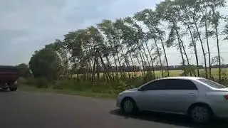 Вырубка леса в Кушнаренковском районе Башкирии