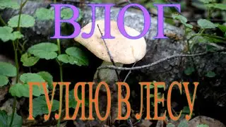 VLOG: ГУЛЯЮ В ЛЕСУ ИЩУ ГРИБЫ