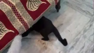 Cute cat (Bushi) catches ribbon