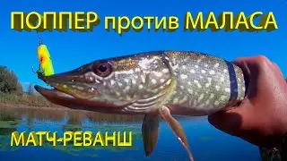 🔥 ПОППЕР или МАЛАС (часть 2)? Яростные и зрелищные АТАКИ ЩУКИ на поверхностные воблеры! 🔥