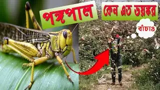 পঙ্গপাল কী?  কতটা ভয় * ঙ্কর এই পঙ্গপাল?  পঙ্গপাল আক্রমণ / Locust Attack