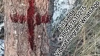 Обряд. Через Осину Судьбину Поменяешь Прибудет Спехом. Найти Спутника/цу Жизни .