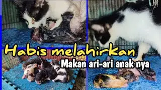Setelah melahirkan induk kucing makan ari ari - Cat giving birth