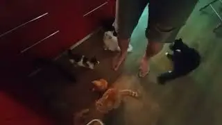 Сочинская Кошка Пружа кушает курочку филешечку  с рук!) Смешная кошка!)