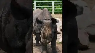 Eastern Black Rhinos | Blank Park Zoo  #zoo #animals  #animalkingdom