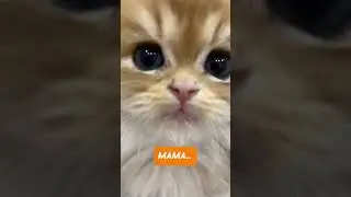 Лапуля потерял маму... #забавныекоты #кот #смешныекоты #приколыскотам #котята