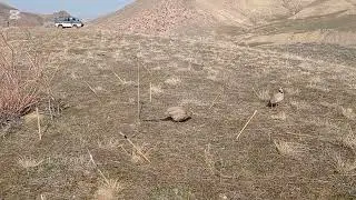 Охота на кеклика. Кабкшикор