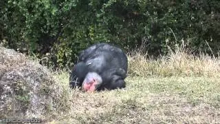 Lazy chimpanzees having an itch down there... and scratching, funny. Mono Flojo rascandose