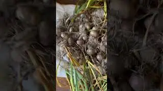 Странный чеснок уродился! 