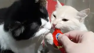 Snack siang Jenny dan Kitty di hari Lebaran
