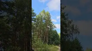 Сосновый бор🌳🌳🌳🍃