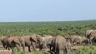 Elephant giving birth to a baby in the wild