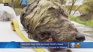 40,000-Year-Old Severed Wolf's Head Preserved By Permafrost Found In Siberia