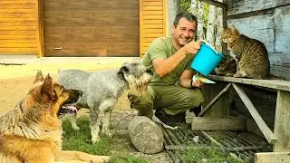 Живём на хуторе в глуши, но все сыты и довольны. Влог на черничном хуторе. Ремонт старого дома