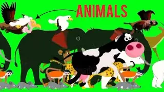 animal stampede green screen | cartoon animal green screen ‼️