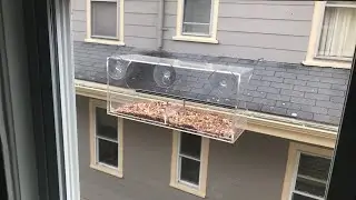 Cambridge MA Birdfeeder