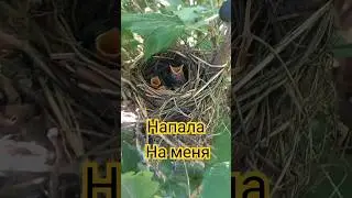 #птенцы#гнездо#природа
