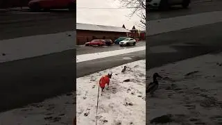 Охота на утку. Duck hunting dog Basenji 