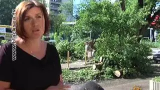В Симферополе упавшее дерево уже не первый день лежит на проезжей части