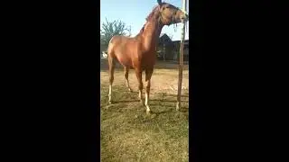 Ат улакка