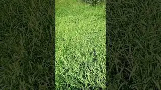 яркая зелень
