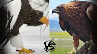 БЕРКУТ ПРОТИВ ОРЛАНА - КТО ПОБЕДИТ?