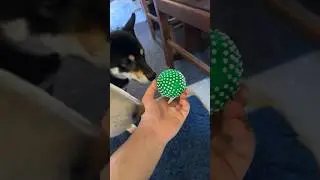 Zoey the Shiba can’t decide which toy #puppy