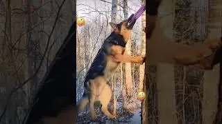Собака-дрыгака :-) Приколы в ТИК ТОК. Ребята, прикиньте, тут есть радио!))) 