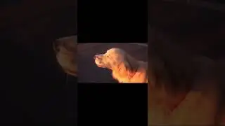 Вой собаки #shortvideo #shortsfeed #shortsviral