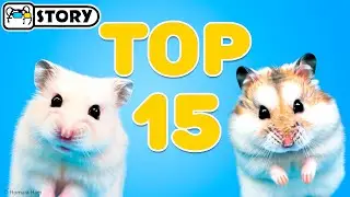 Top 15 Best Hamster Shorts 🐹 Homura Ham Pets