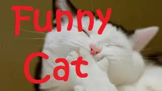 Funny Cat Compilation (Epic Cat Moments) - DDOF