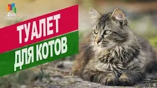 Туалет для котов | Обзор туалет для котов
