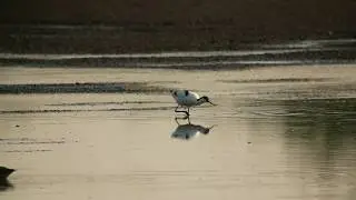 Szablodziób Recurvirostra avosetta Avocet - 29.04.2018 - stawy Grzybno (pow. śremski)