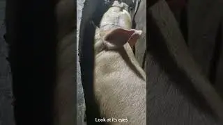 The pigs set off 