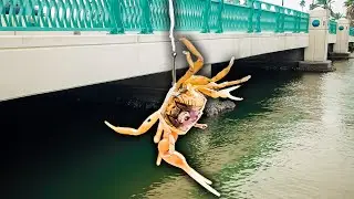I Started Fishing Florida Bridge With Live Fiddler Crab & Caught a Giant
